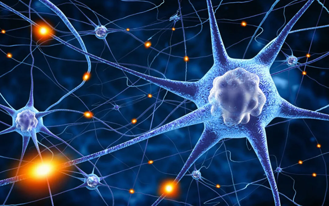neuroplasticity and the brain netowrk